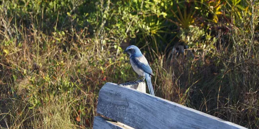 OscarSchererScrubJay__2017Opt.jpg OscarSchererScrubJay__2017Opt.jpg