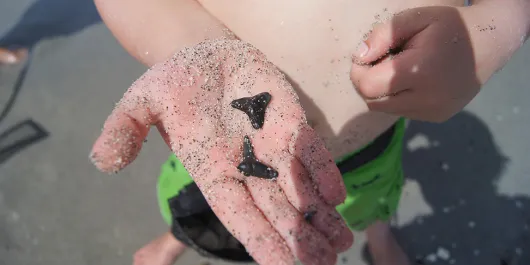 
Shark's Tooth Festival
