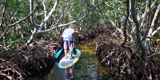 SUP in the Mangroves. Photo credit: Liz Sandburg. SUP in the Mangroves. Photo credit: Liz Sandburg.
