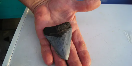 
Shark's teeth found at Venice Beach
