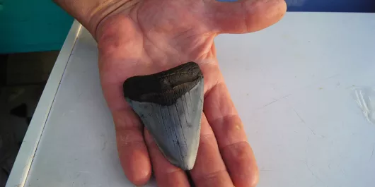 Shark's teeth found at Venice Beach
Shark's teeth found at Venice Beach