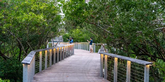 Mangrove Walkway at The Bay Park