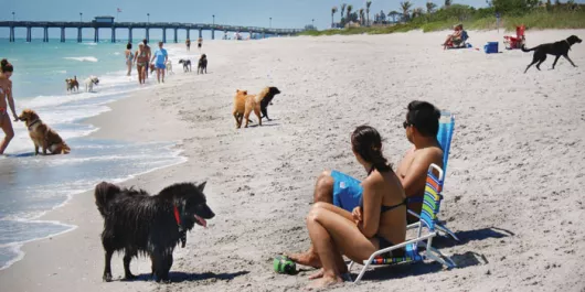 Brohard Dog Beach in Venice