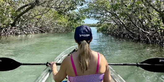 kayaking mangrove tunnels in florida