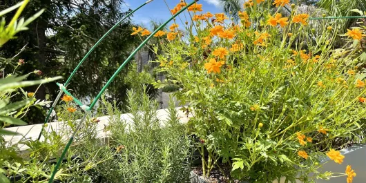 selby gardens rooftop herb garden