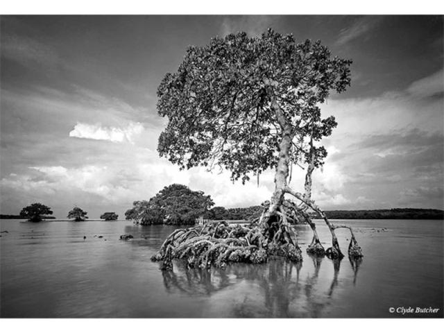 Gaskin Bay - "I had seen this old mangrove – which survived Hurricane Donna in the 1960s – several times while taking photographs in the Ten Thousand Islands. It expresses the lonely, primeval feeling that I love to experience in the wilderness. I had been stuck by the sculptural beauty of this mangrove before, but the light had not been right for me to take a photograph. Finally, one summer morning, everything came together and I was able to capture this image. Unfortunately, when Hurricane Andrew hit South Florida in 1992, this mangrove was destroyed." -Clyde Butcher