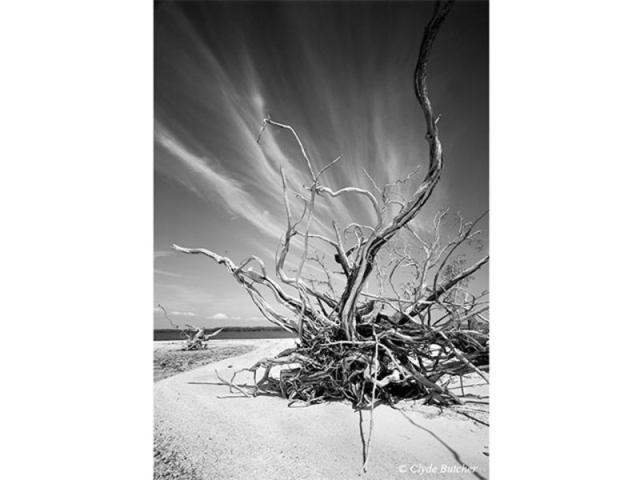 Indian Key 5 - "Hurricane Andrew deposited a lot of dead trees onto the beaches of the Ten Thousand Islands in the Everglades National Park. By the time I went to photograph them, the trees had been bleached white by the sun, creating beautiful white pieces of sculpture, just waiting to be photographed!"-Clyde Butcher