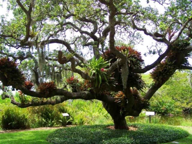 Marie Selby Botanical Gardens Downtown Sarasota Historic Spanish Point Campus Visit - Marie Selby Botanical Gardens Downtown Sarasota Campus Fl Marie Selby Botanical Gardens Downtown Sarasota Historic Spanish Point Campus Visit - Marie Selby Botanical Gardens Downtown Sarasota Campus Fl