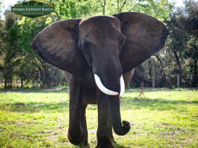 Myakka Elephant Ranch
