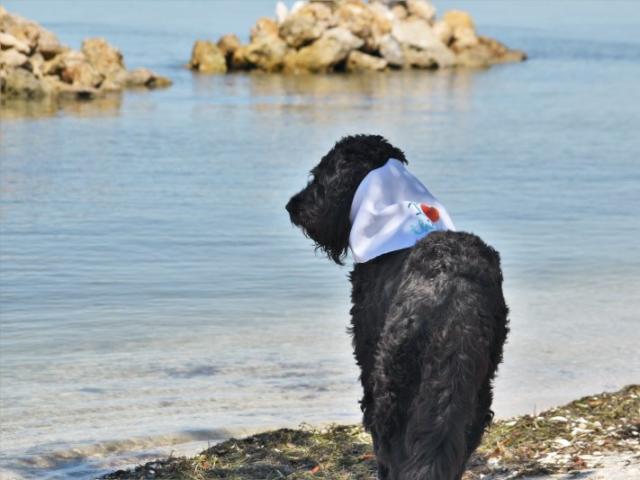 The Bay dog-friendly