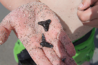 Boys hand covered in sand holding 2 shark teeth.