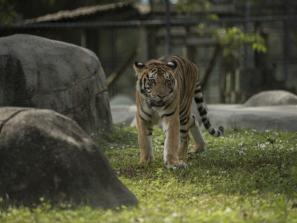 Tiger Habitat