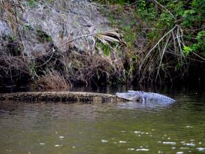 Gator in the Myakka River