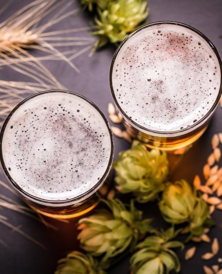 Glasses of Craft beer with wheat and grain.