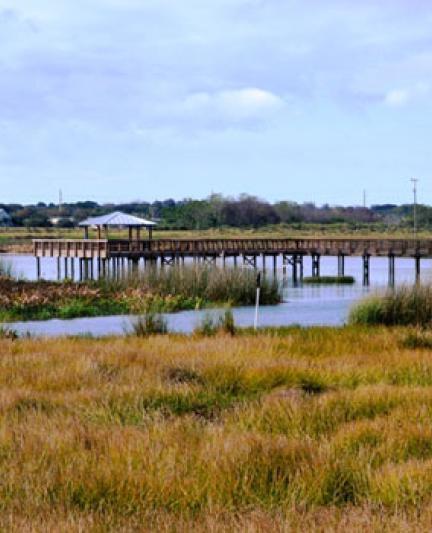 Birding at Celery Fields