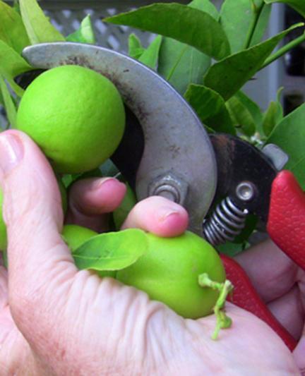 Key Lime Tree.  Photo by Robin Draper.