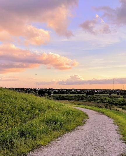 Celery Fields