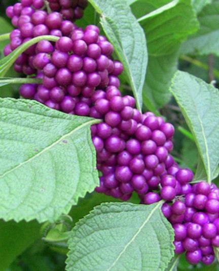 Beauty Berries. Photo credit: Robin Draper.