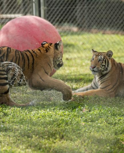 Tigers Playing at Big Cat Habitat