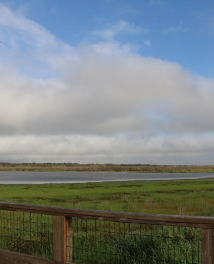 BirdingMyakka2013_09_rgb_hd.jpg