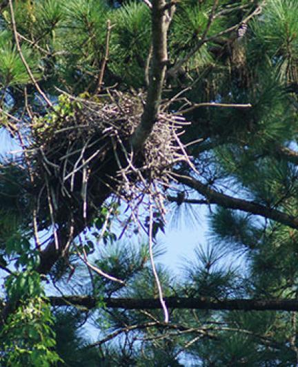 Blue Heron.  Photo credit: Robin Draper.