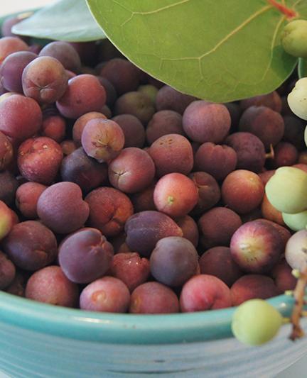 Bowl of Sea Grapes. Photo credit: Robin Draper.