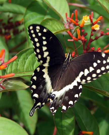 Butterfly Garden. Photo credit: Robin Draper.