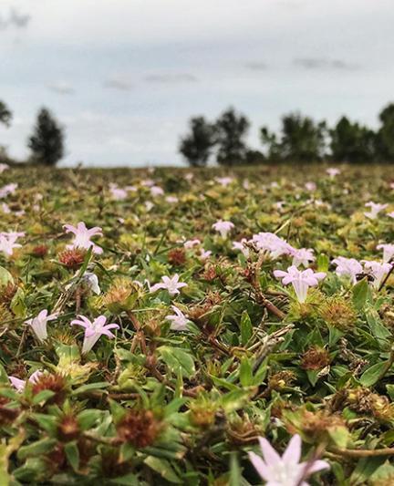 This wildflower bed is waiting for visitors who climb to the hilltop.