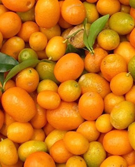 CitrusSeason_Jan2017_2_OPT.jpg