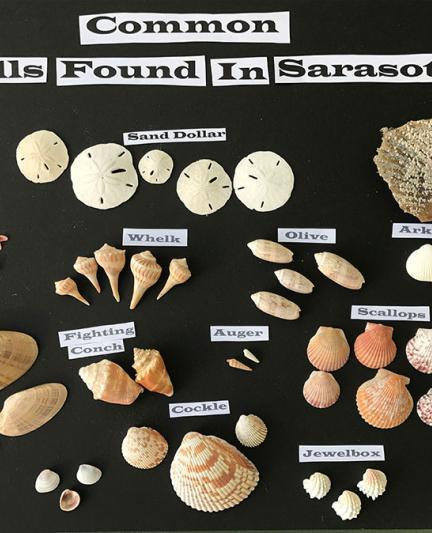 CommonShellsFoundinSarasota2__2017Opt.jpg