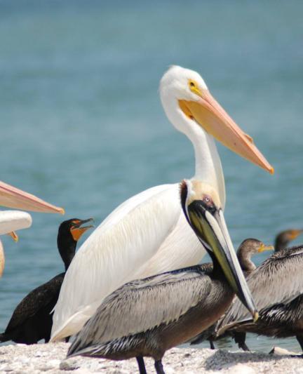 Cormorants, white and brown pelicans