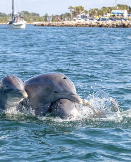 
Dolphins playing at Venice Jetties

