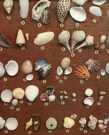 Shellebrate Nature's Gifts: Shelling and Shells in Sarasota