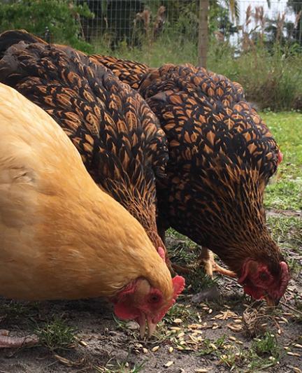 Farm tours in Sarasota County