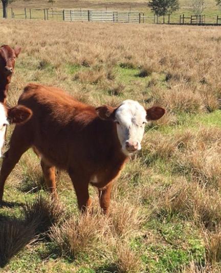FarmToursArticle_Unknown__OPT.jpg