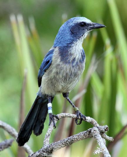 Scrubjay. Photo credit: Robin Draper.