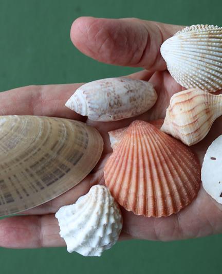 Shellebrate Nature's Gifts: Shelling and Shells in Sarasota