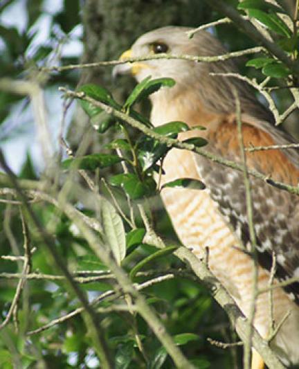 Hawk.  Photo credit: Robin Draper.