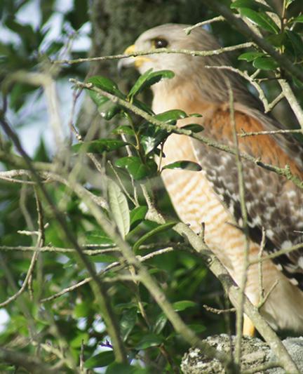 Hawk. Photo credit: Robin Draper.