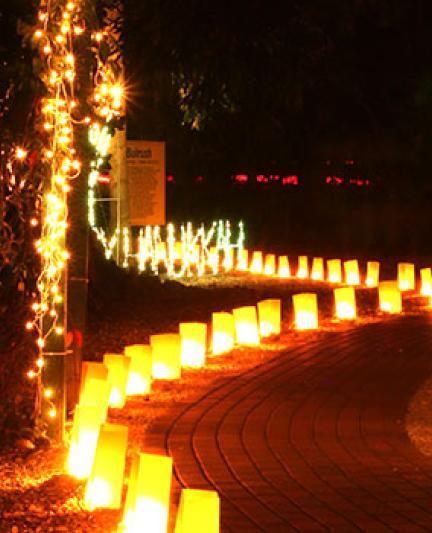 Holiday Lights. Photo courtesy of Sarasota Jungle Gardens.