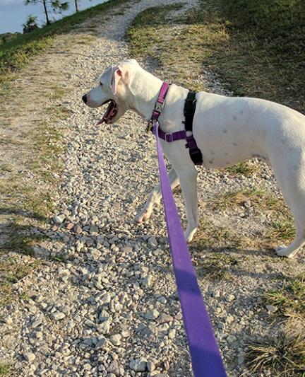 Dog Friendly Restaurants in Safety Harbor, FL - BringFido