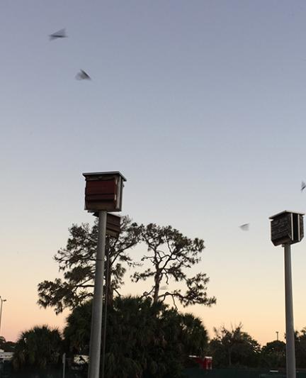Bat-watching at Celery Fields. Photo by Beth Luberecki
