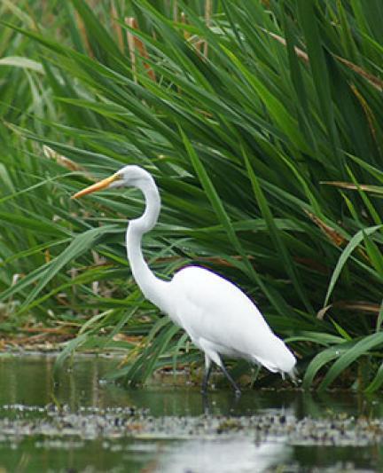 Ibis.  Photo credit: Robin Draper.
