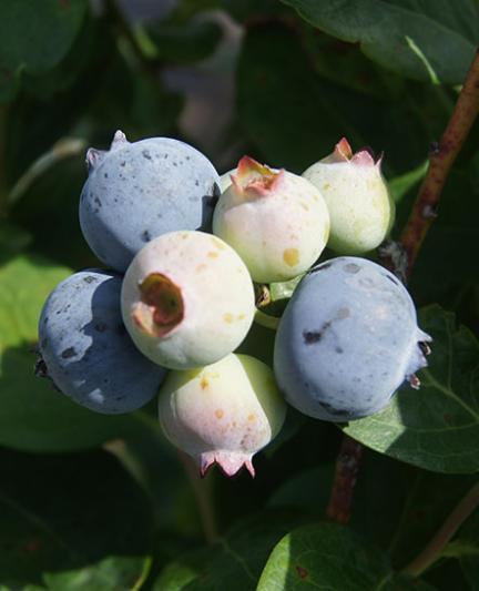 Florida Blueberries