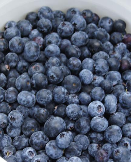 ItsFloridaBlueberrySeason__041817__BucketofBlueberries__2017Opt.jpg