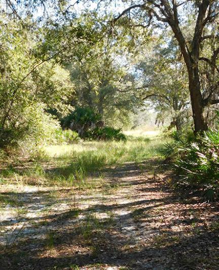 Jelks Preserve. Photo by Beth Luberecki.