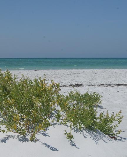 Lido Beach. Photo credit: Robin Draper.