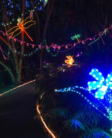 Brilliant Christmas lights illuminate the Sunken Garden at the