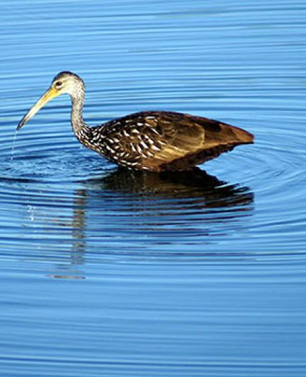 Limpkin.  Photo credit: Robin Draper.