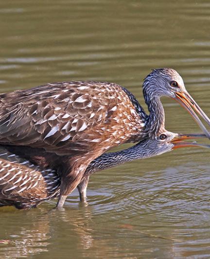 Limpkin feeding its young.  Photo courtesy of the Sarasota Audobon Society 